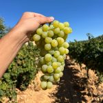 Uva Moscatel blanca en caja de 5kg - Imagen 2