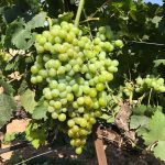 Uva Moscatel blanca en caja de 5kg - Imagen 3