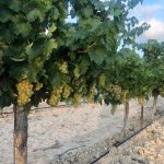 Uva Moscatel blanca en caja de 5kg - Imagen 8