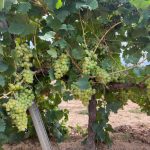 Uva Moscatel blanca en caja de 5kg - Imagen 7