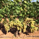 Uva Moscatel blanca en caja de 5kg - Imagen 6