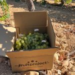 Uva Moscatel blanca en caja de 5kg - Imagen 5