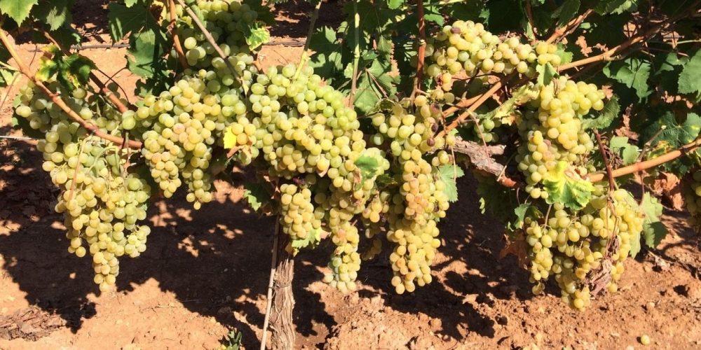 Trucos para conservar uvas moscatel blanca y mantenerlas frescas más tiempo
