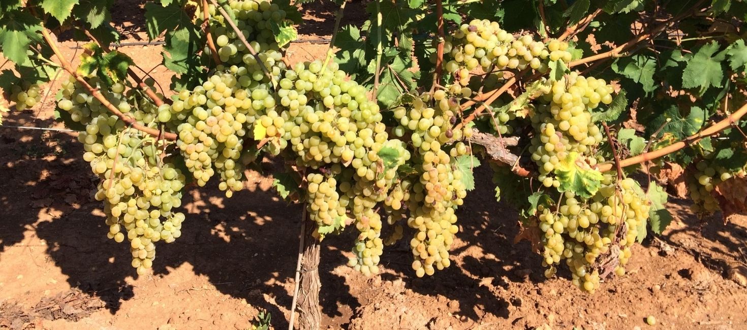 Trucos para conservar uvas moscatel blanca y mantenerlas frescas más tiempo