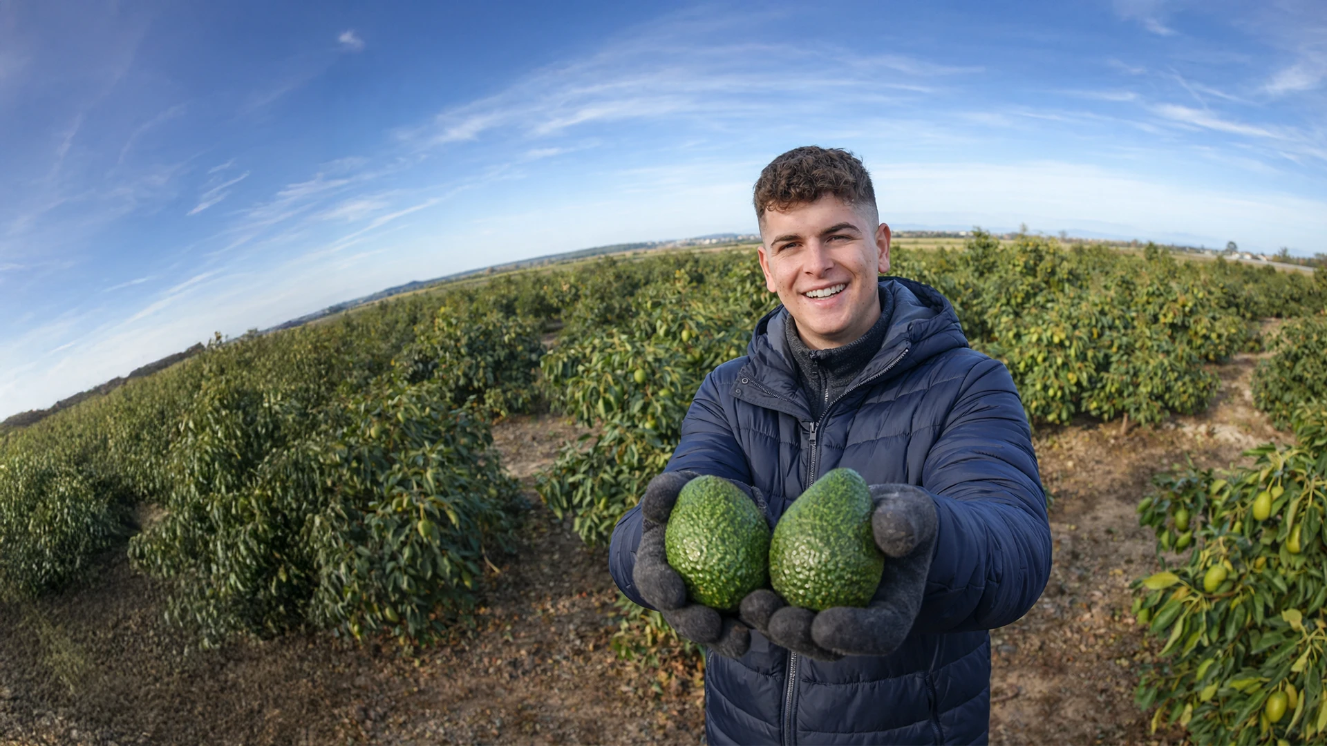 Comprar aguacates online